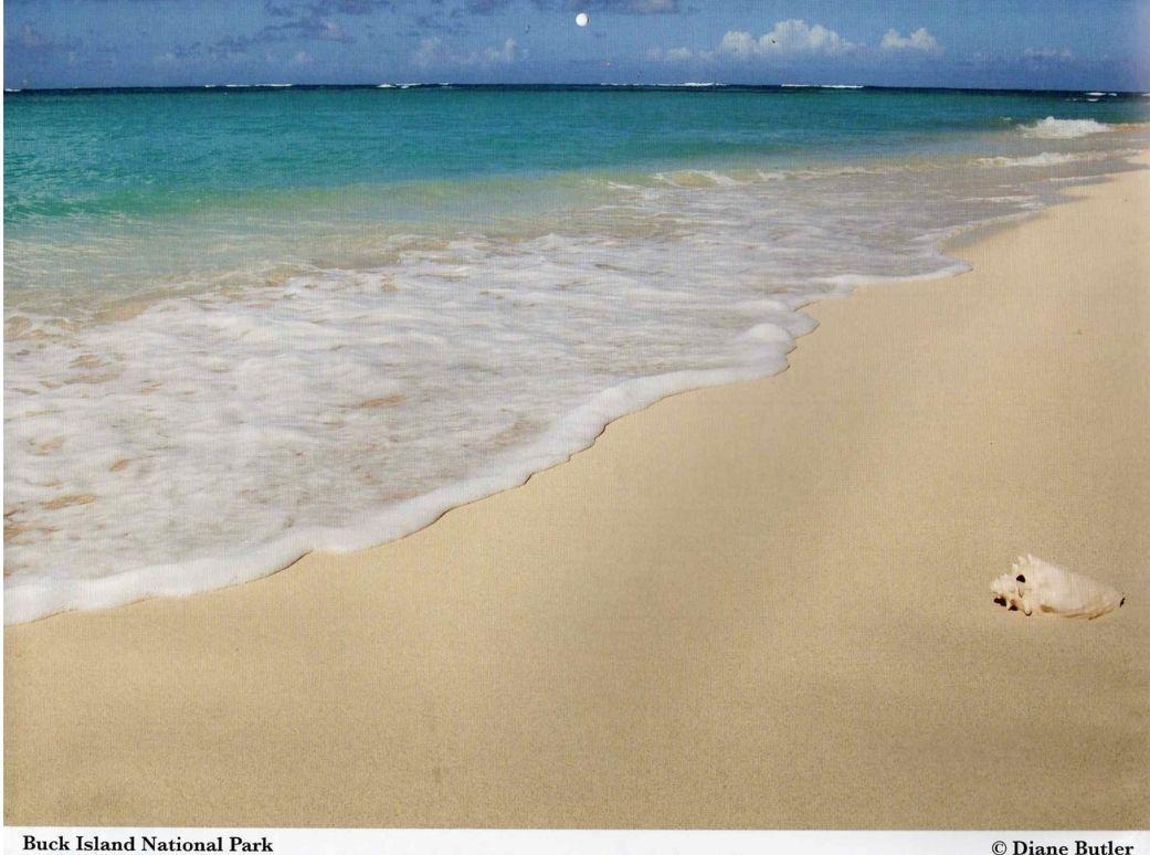 Diane Butler - Beach Shell