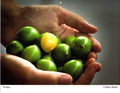 Diane Butler - Genip