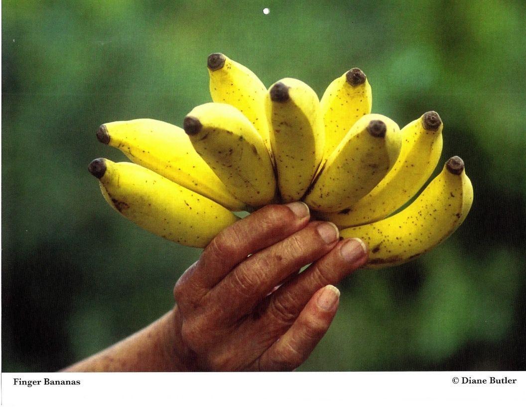 Diane Butler - Banana