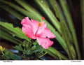 Diane Butler - HIbiscus