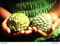 Diane Butler - Sugar Apple