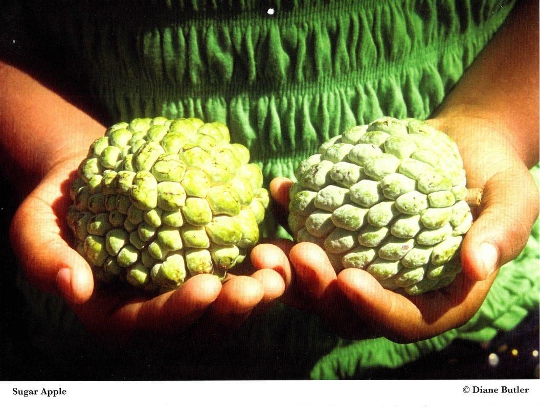 Diane Butler - Sugar Apple