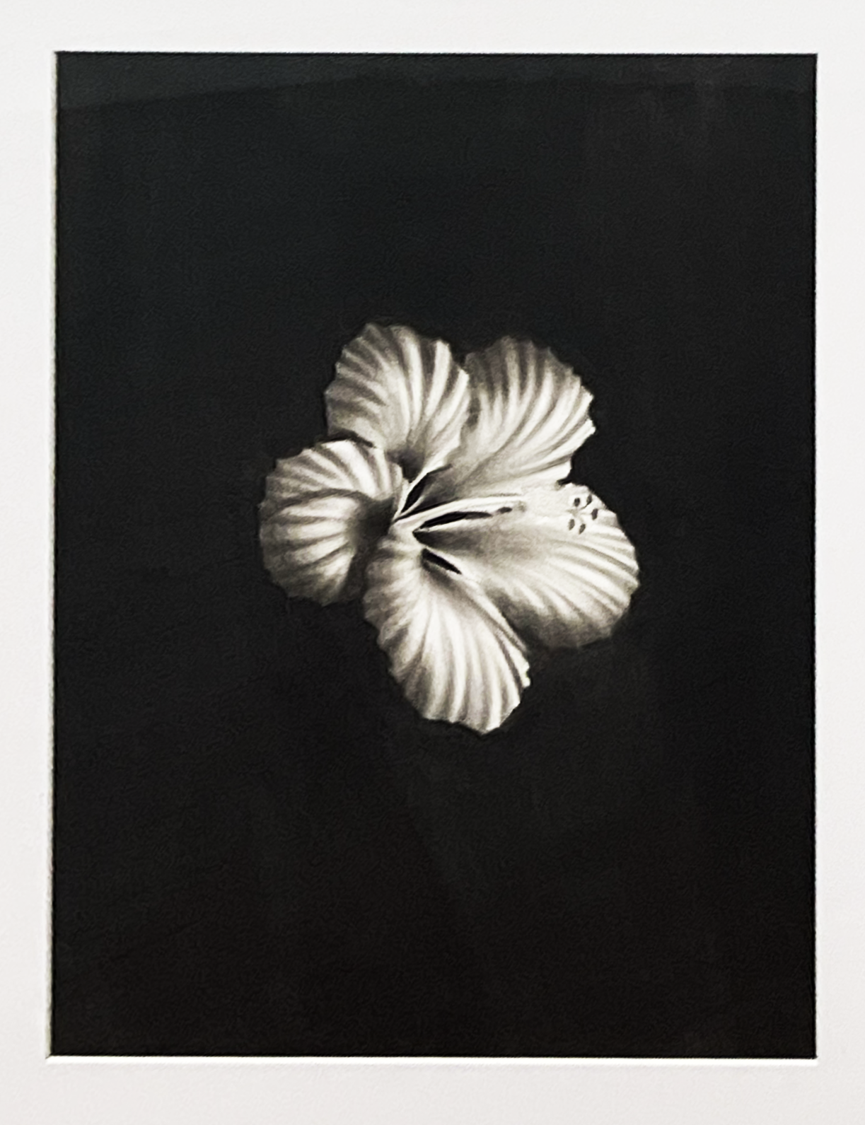 Antonio Cruz - Bloom