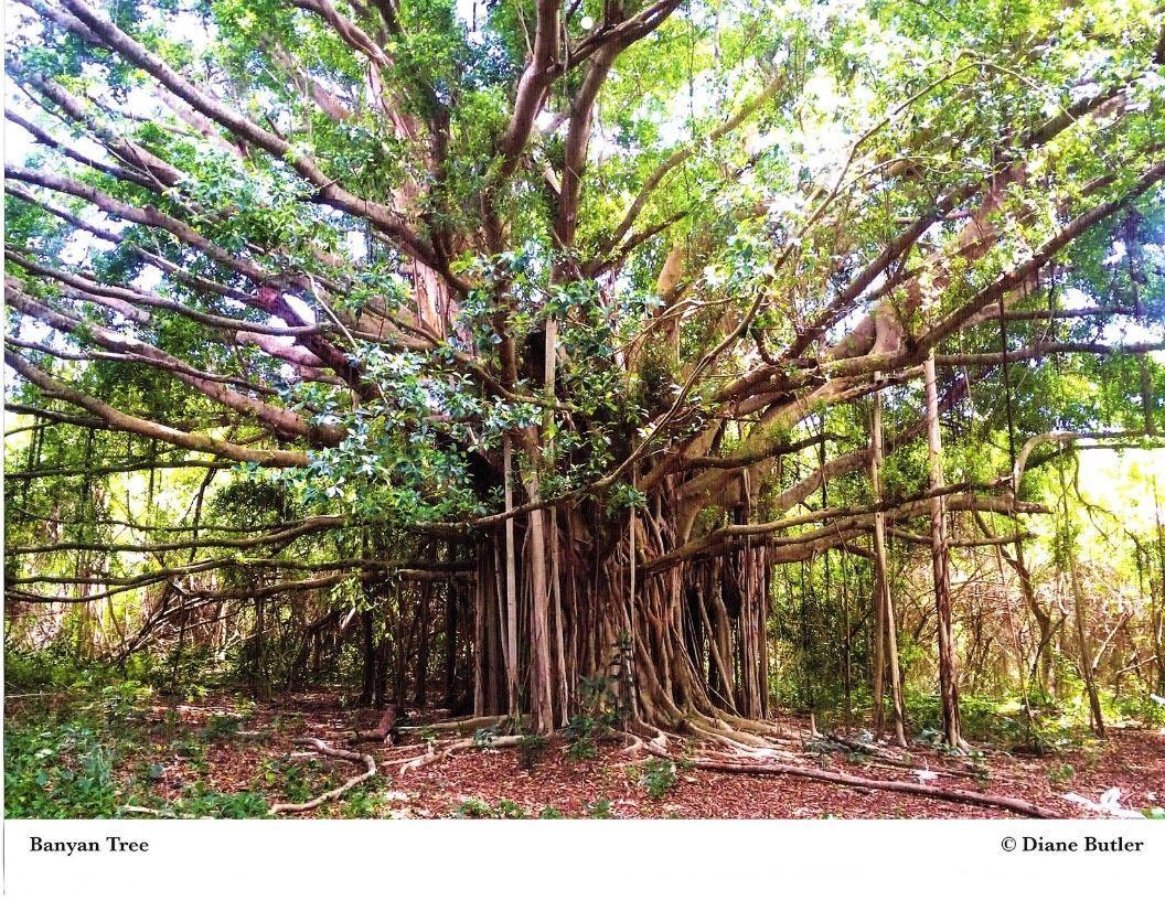 Diane Butler - Banyan Tree
