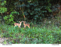 Diane Butler - Fawns